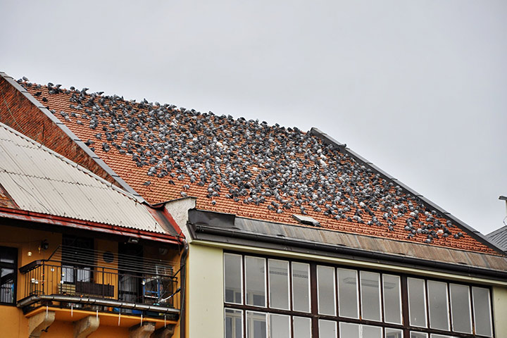 A2B Pest Control are able to install spikes to deter birds from roofs in Ashbourne. 