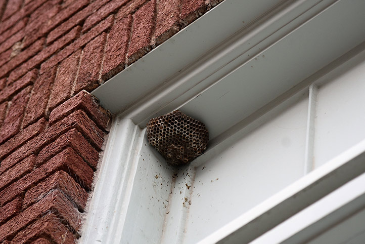 We provide a wasp nest removal service for domestic and commercial properties in Ashbourne.